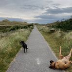 Kaum erklärbare Situation auf dem Weg durch die Dünen.