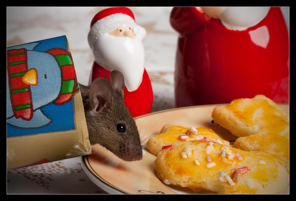 Kaum hat man Plätzchen gebacken....