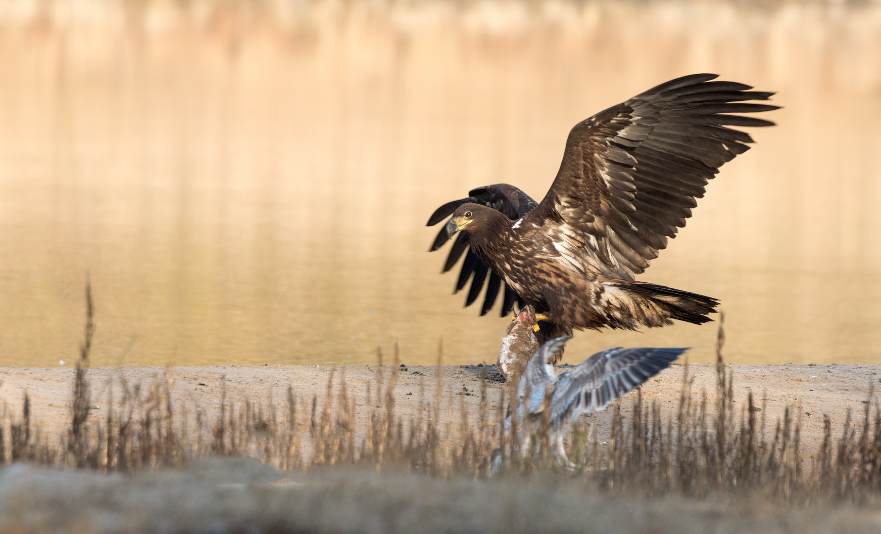 Kaum hatte der junge Seeadler...