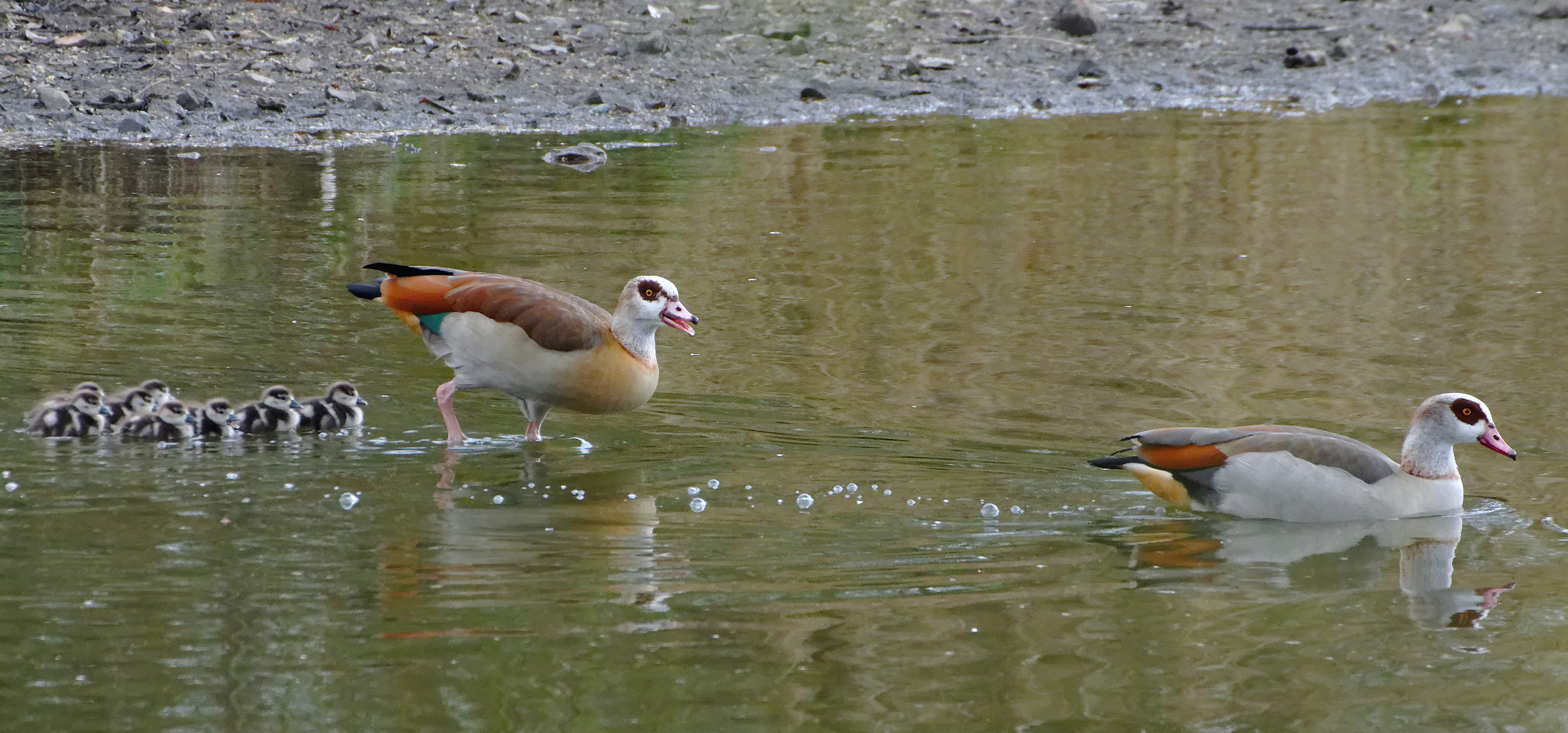 Kaum im Wasser