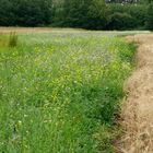 Kaum Insekten im blühenden Gründünger- Abschnitt