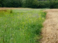 Kaum Insekten im blühenden Gründünger- Abschnitt