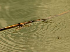 Kaum ist das ältere Weibchen des Großen Blaupfeils nach der Paarung ins Wasser gefallen, . . .