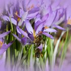 Kaum ist Frühling - herrscht schon Gedränge