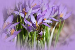 Kaum ist Frühling - herrscht schon Gedränge