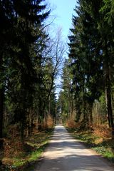 Kaum jemand im Wald