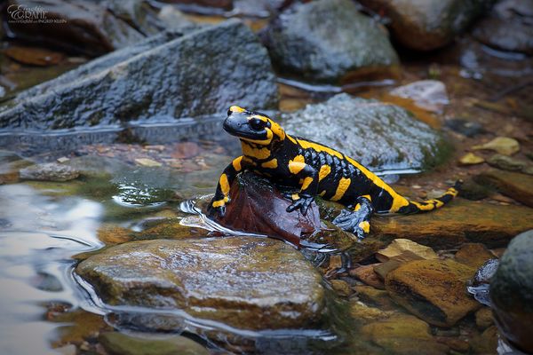 Kaum lässt sich die Sonne blicken...