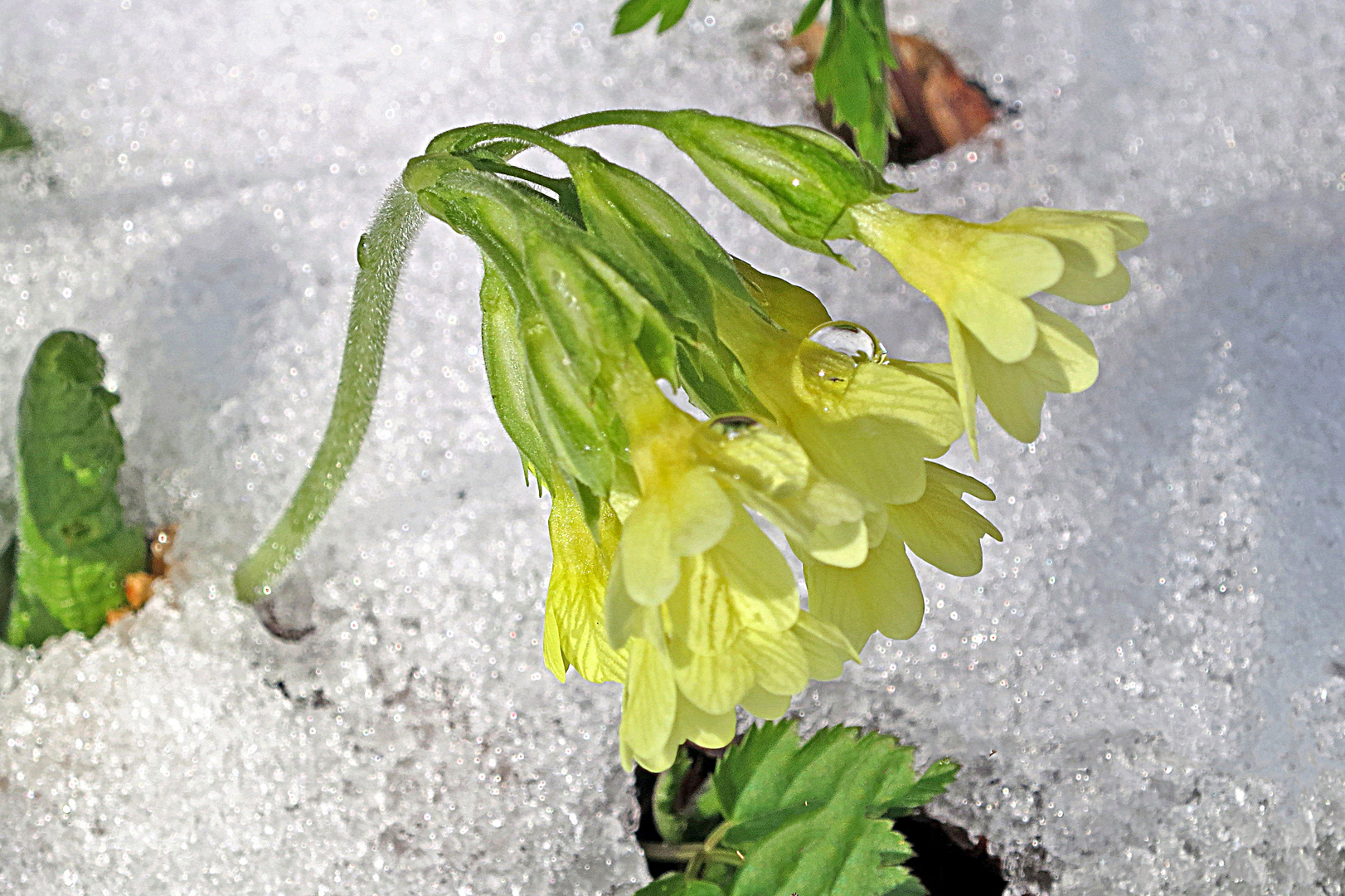 Kaum schmilzt der Schnee ...