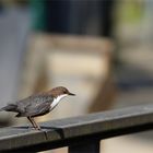 Kaum sind die Kinder aus dem Nest...tanzen die Alten auf dem Geländer ...