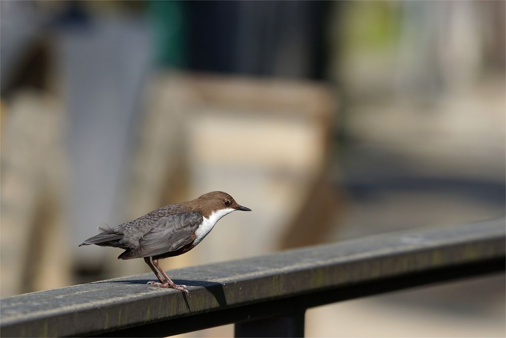 Kaum sind die Kinder aus dem Nest...tanzen die Alten auf dem Geländer ...