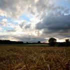 Kaum Sommer, schon geerntet