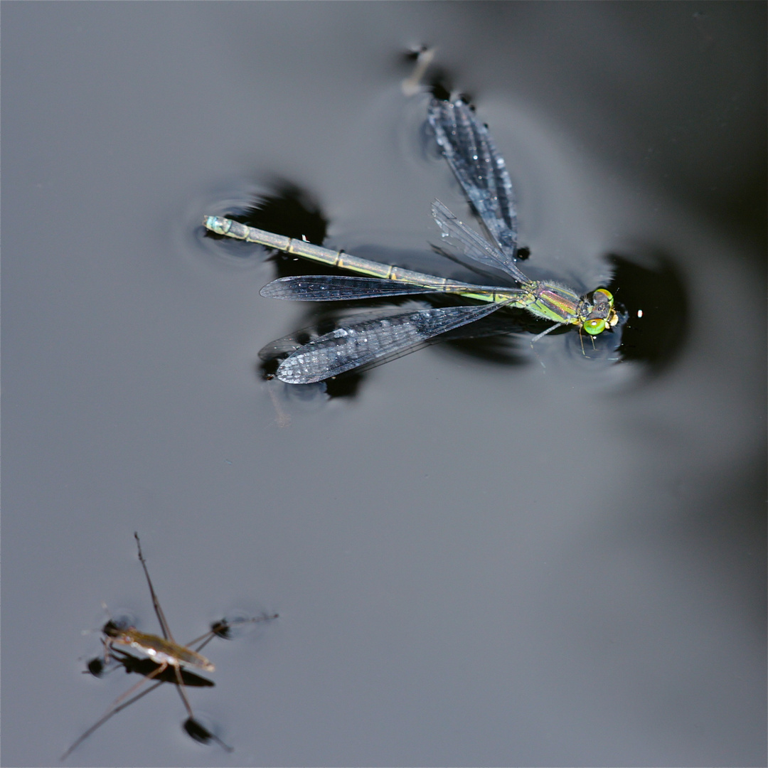 Kaum war das Weibchen des Kleinen Granatauges (Erythromma viridulum) ins Wasser gefallen, . . .