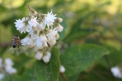 Kaum war der Frühling da, ging auch schon das fleisige Treiben der Bienen los.