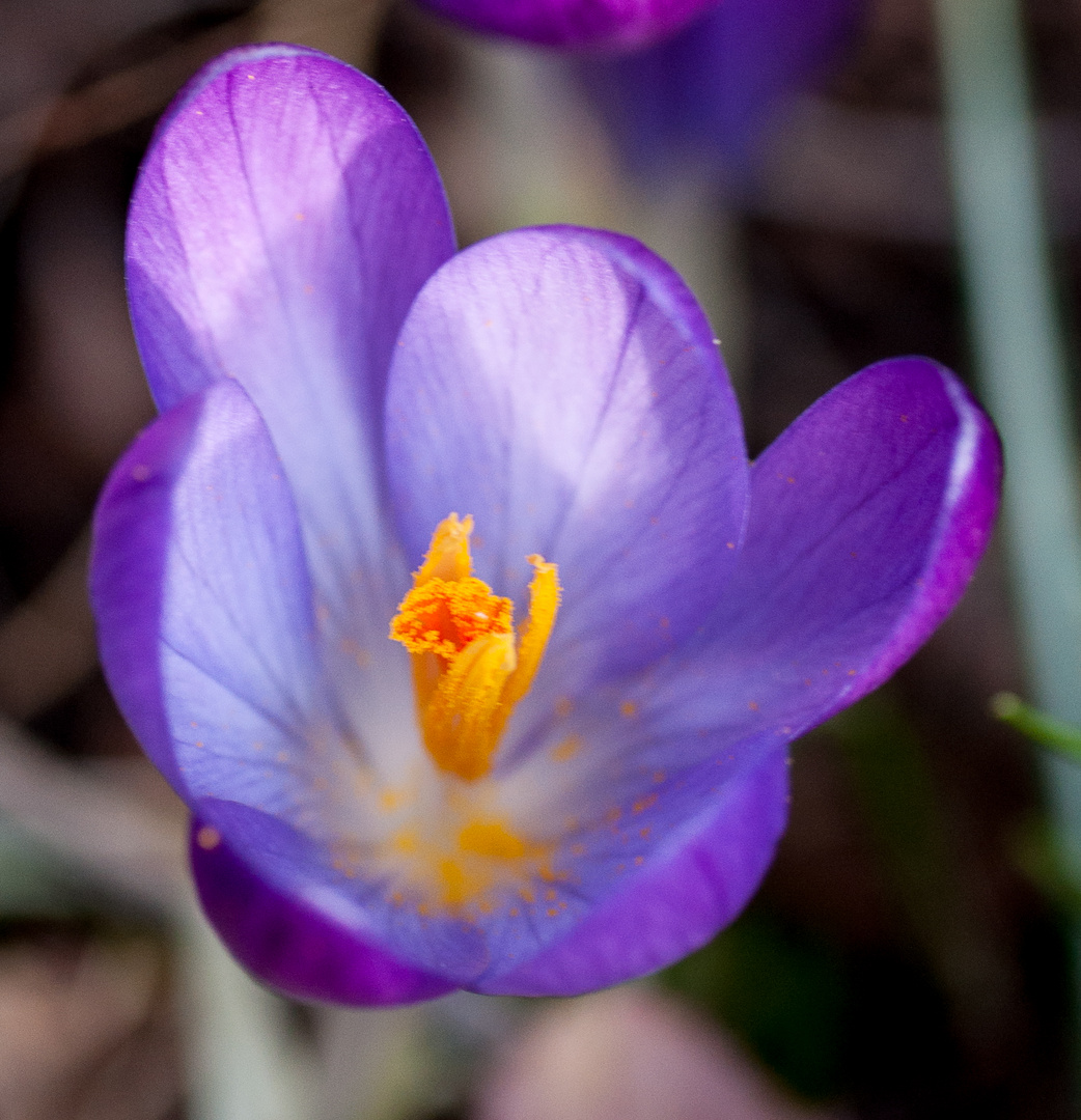 Kaum wird Frühling, bin ich offen für alles