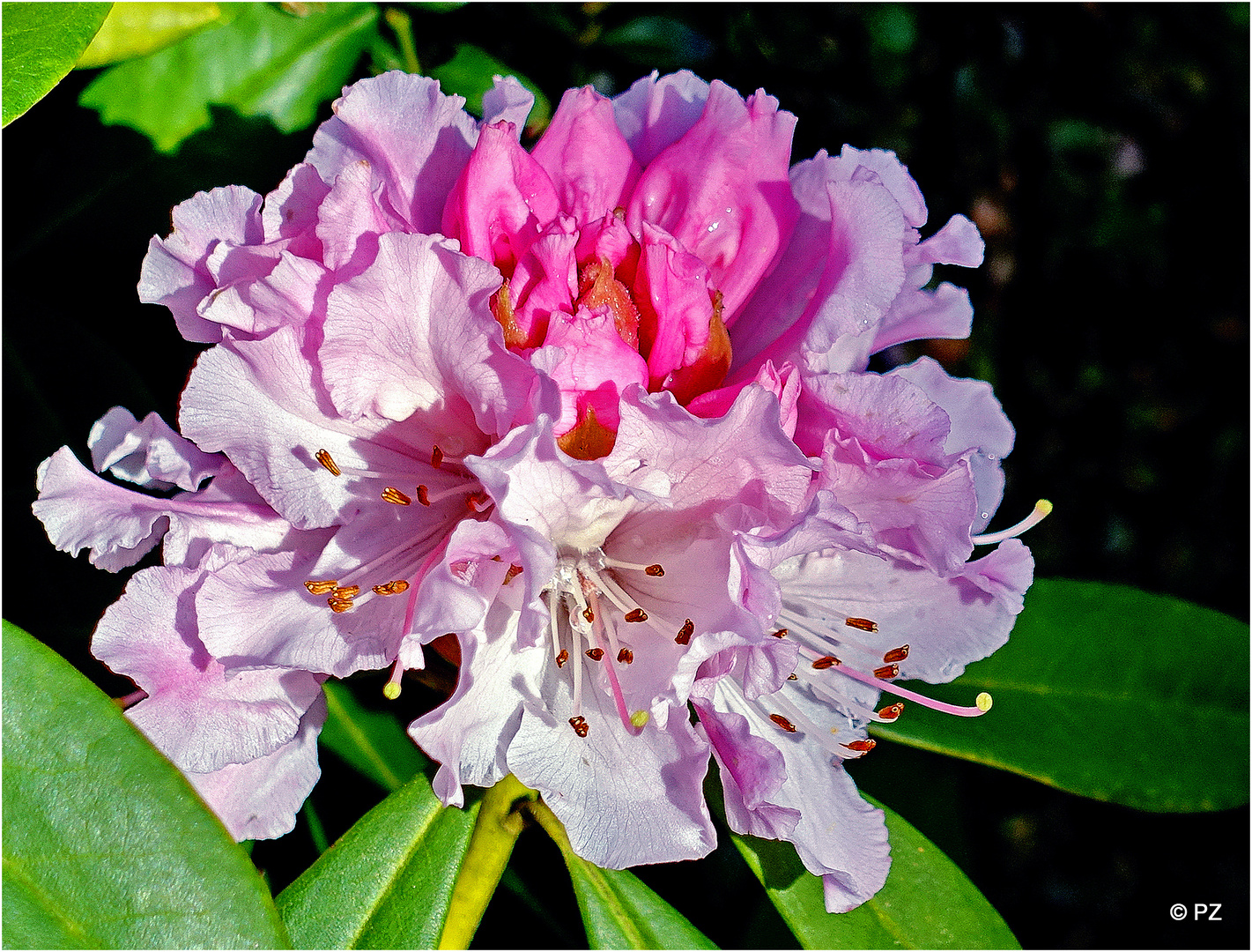 Kaum zu glauben, aber wahr: Die erste Rhododendonblüte ...