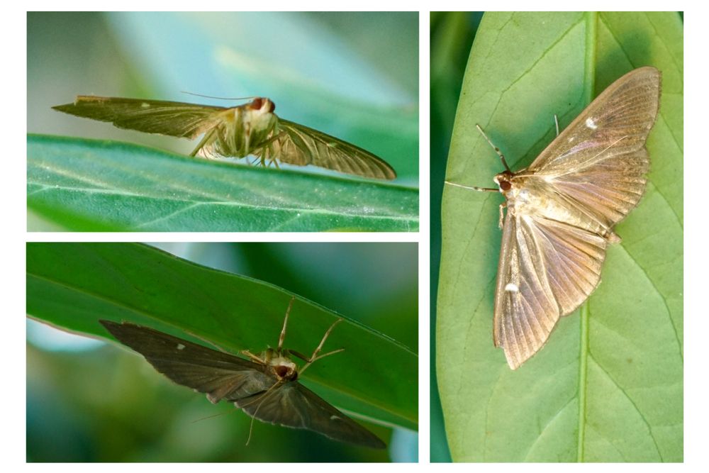 Kaum zu glauben:  Buchsbaumzünsler (Cydalima perspectalis)