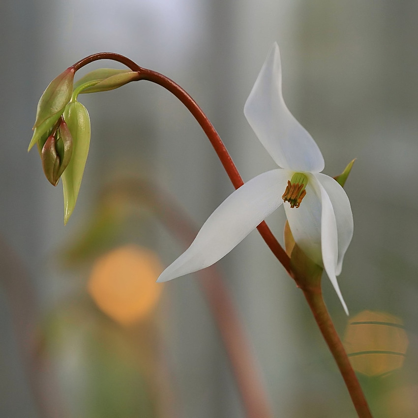 Kaum zu glauben, dass hinter dieser eleganten Blüte...