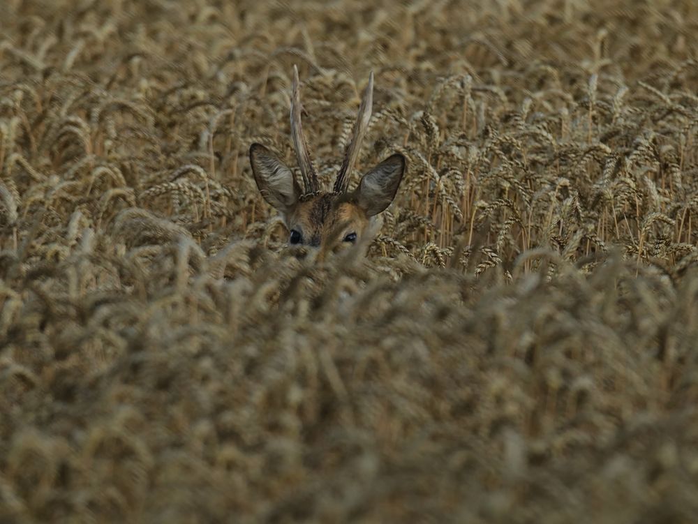 Kaum zu sehen Foto & Bild tiere, wildlife, säugetiere Bilder auf