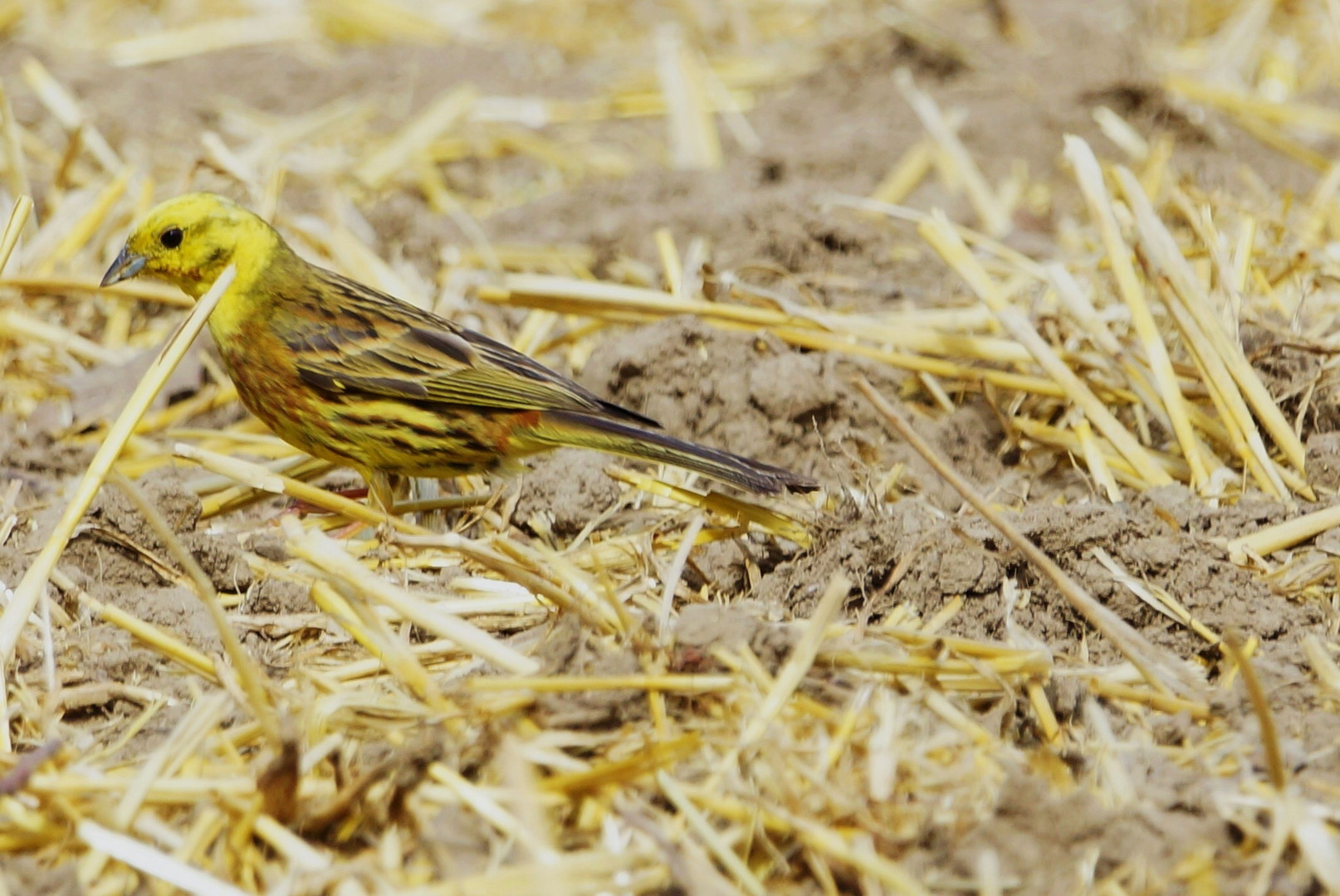 kaum zu sehen auf dem Feld