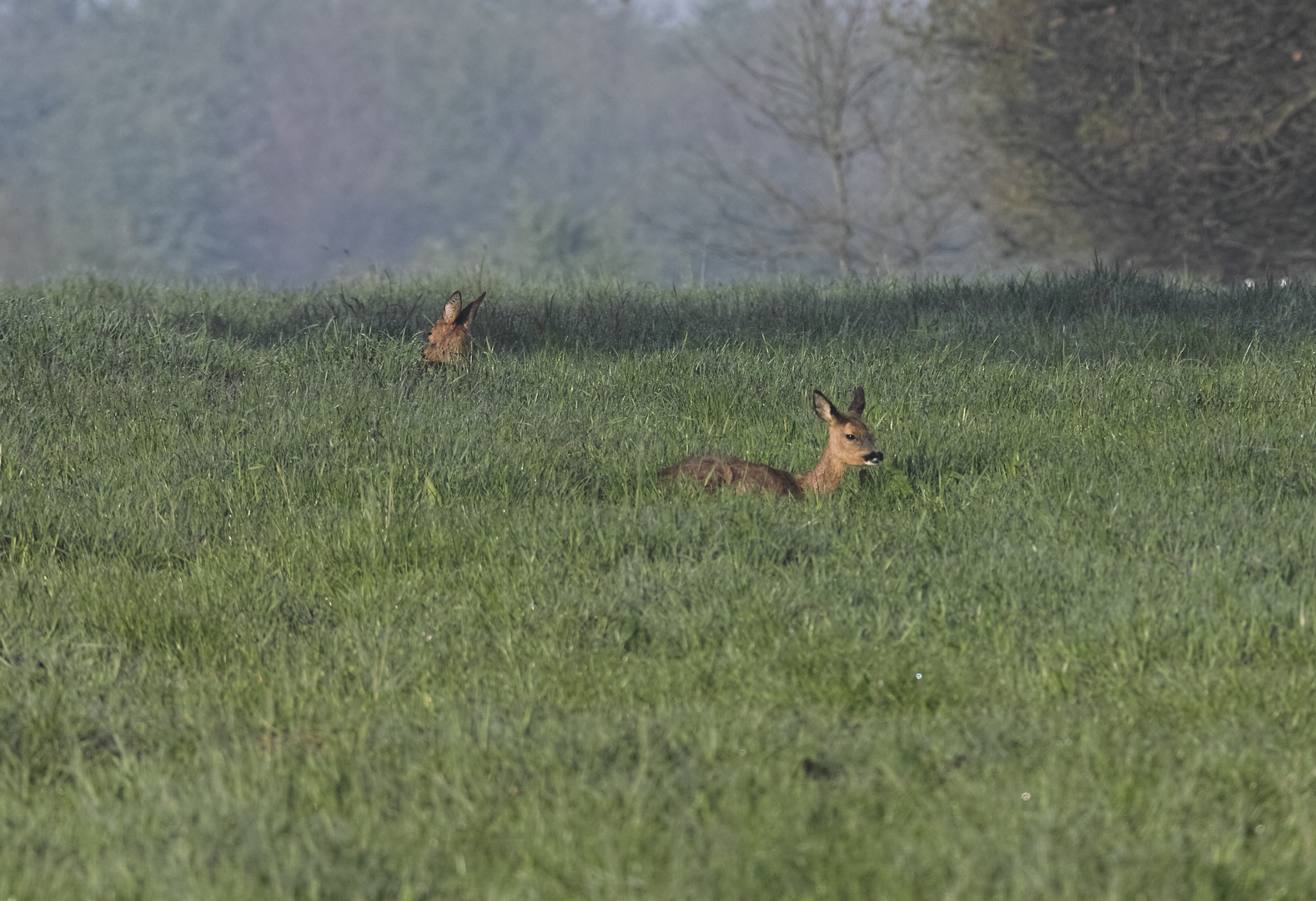 Kaum zu sehen waren die beiden Rehe