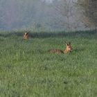 Kaum zu sehen waren die beiden Rehe