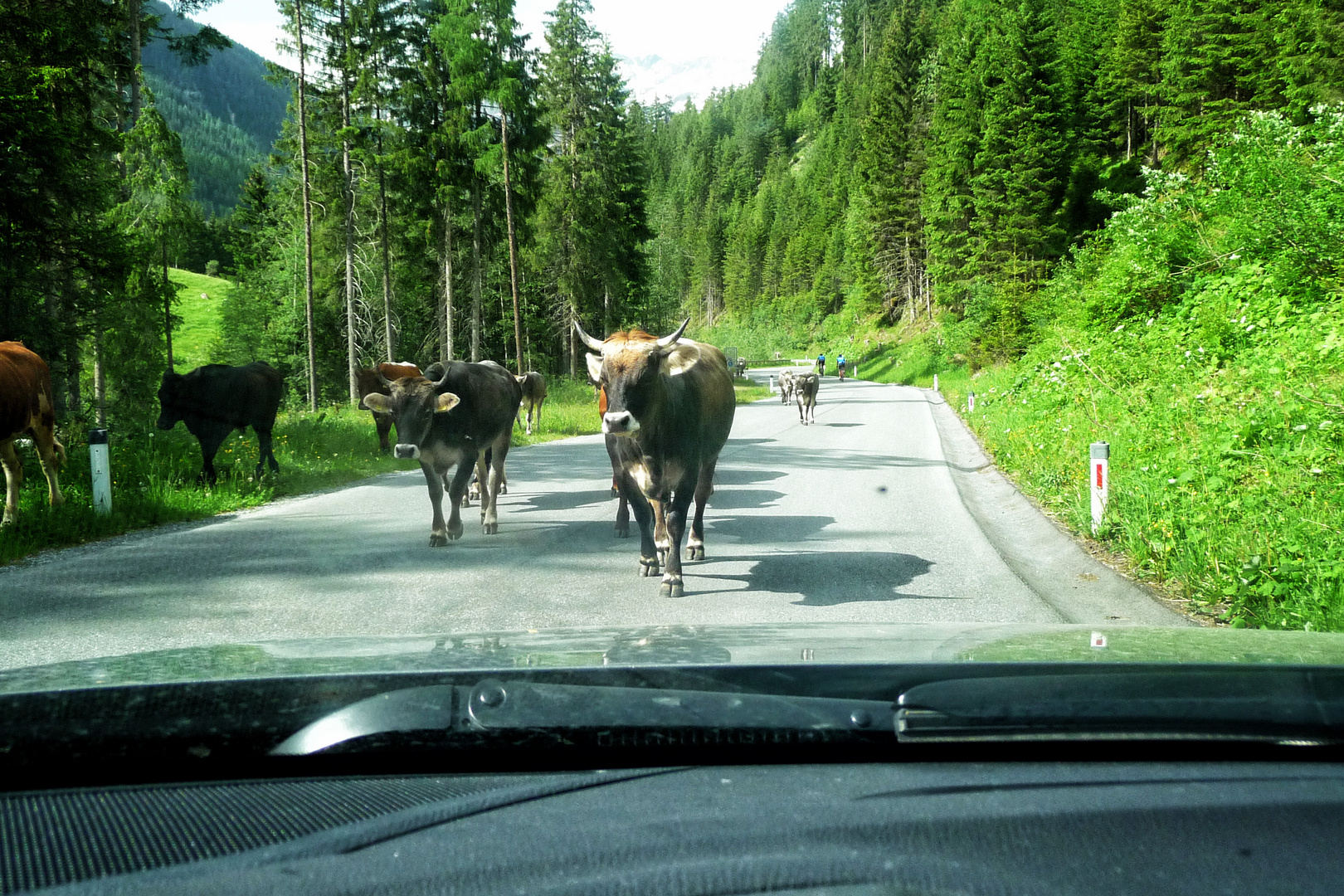 Kaunertal 8 – Almauftrieb