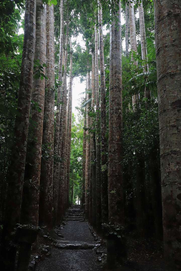 kauri allee