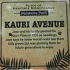 kauri avenue