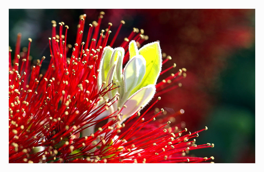 "Kauri-Flower"