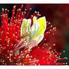 "Kauri-Flower"