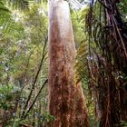 Kauri Tree