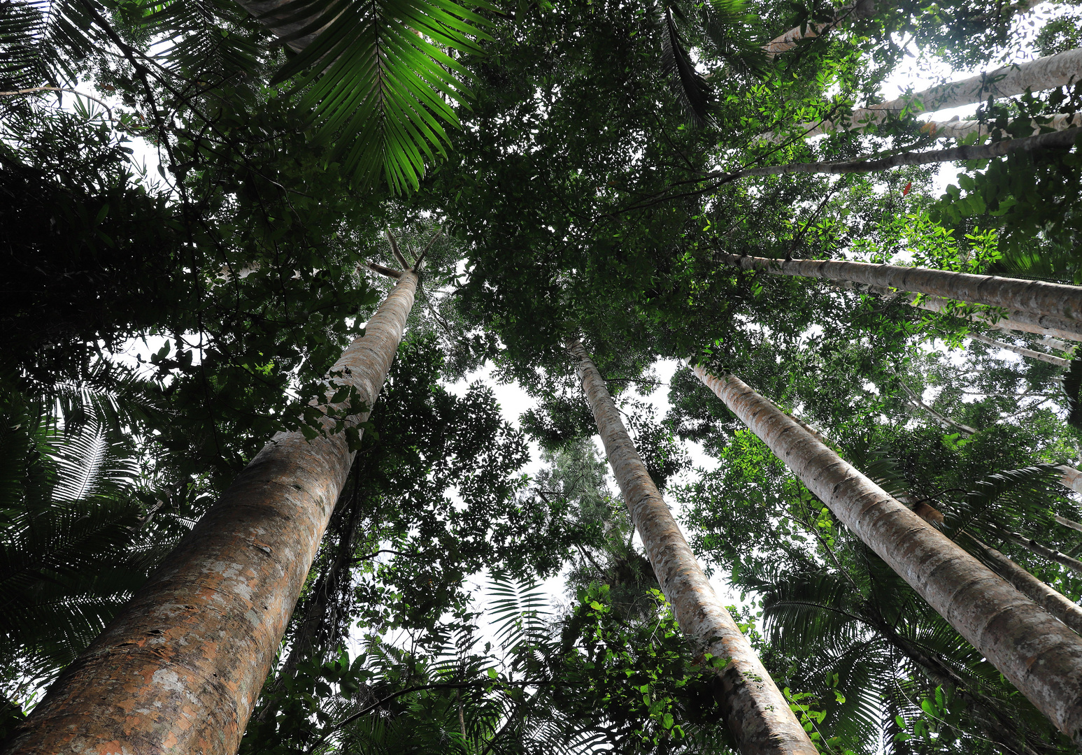 kauri trees