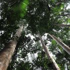 kauri trees