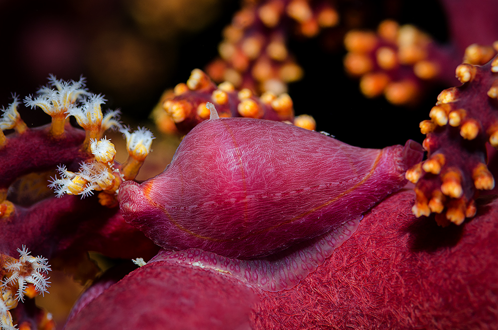 Kaurischnecke III (lat.: Cypraeidae)