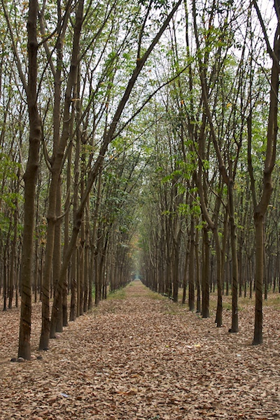 Kautschuk-Plantage in Vietnam