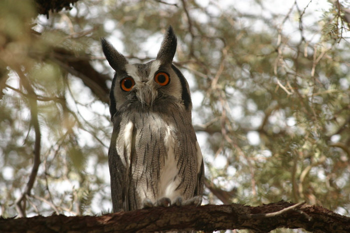 Kautz in der Kalahari