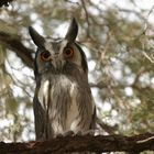 Kautz in der Kalahari