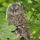 Kautz, Waldkautz in unserem Stadtpark entdeckt