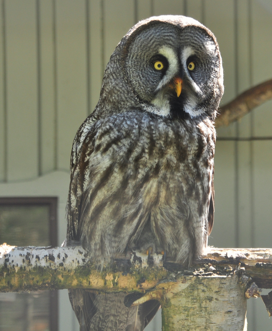 Kautz (Wildpark Lüneburger Heide)