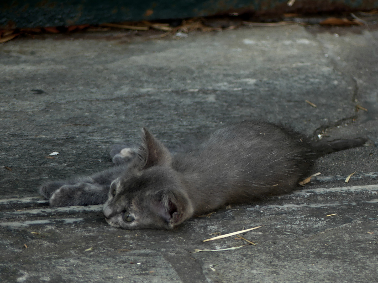 Kavala_graues Katzenjunge