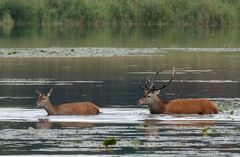 Kavalier... Rothirsch holte alle seine Kühe ab. 