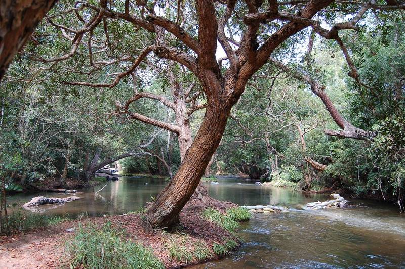 kaveri kaladhama nature park