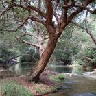 kaveri kaladhama nature park