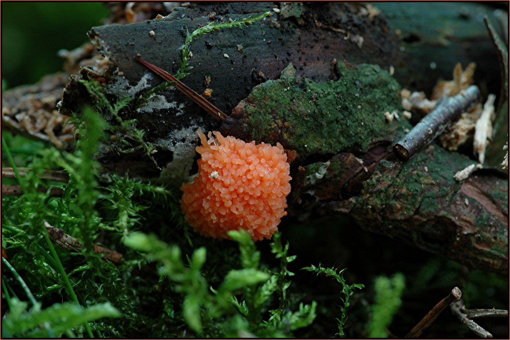 Kaviar im Wald