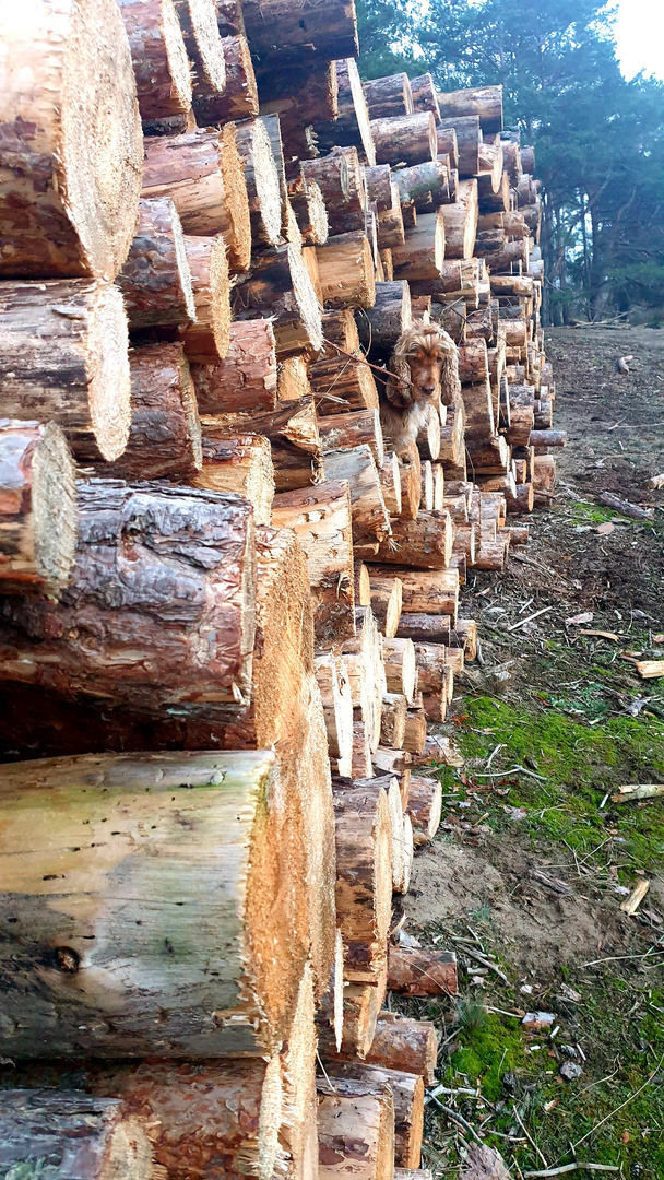 Kaya und der Holzstapel