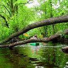 Kayaking in Mysliborskie region, river Mysla