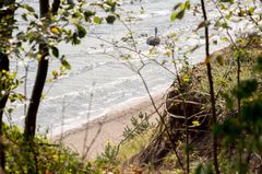 Kaysa auf dem Fels im Meer