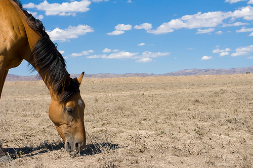 Kazakhstan Wild Horse