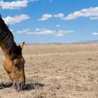 Kazakhstan Wild Horse