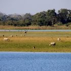 Kaziranga-Nationalpark